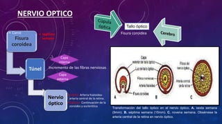 NERVIO OPTICO
Transformación del tallo óptico en el nervio óptico. A. sexta semana
(9mm). B. séptima semana (15mm). C. novena semana. Obsérvese la
arteria central de la retina en nervio óptico.
Túnel
• Séptima
semanaFisura
coroidea
• Cierre
Nervio
óptico
•Centro: Arteria hialoidea-
arteria central de la retina.
•Exterior: Continuación de la
coroides y esclerótica
Tallo óptico
Fisura coroidea
Capa
interna
Capa
externa
Incremento de las fibras nerviosas
 