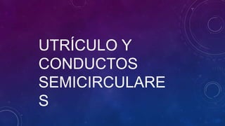 UTRÍCULO Y
CONDUCTOS
SEMICIRCULARE
S
 
