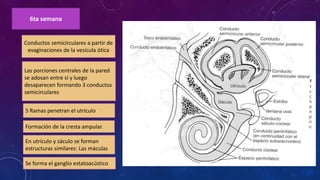 6ta semana
Conductos semicirculares a partir de
evaginaciones de la vesícula ótica
Las porciones centrales de la pared
se adosan entre sí y luego
desaparecen formando 3 conductos
semicirculares
5 Ramas penetran el utrículo
Formación de la cresta ampular.
En utrículo y sáculo se forman
estructuras similares: Las máculas
Se forma el ganglio estatoacústico
 