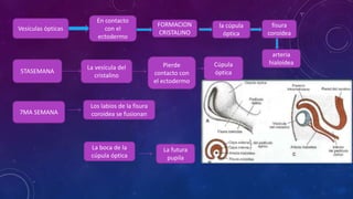 Vesículas ópticas
En contacto
con el
ectodermo
FORMACION
CRISTALINO
la cúpula
óptica
fisura
coroidea
arteria
hialoidea
7MA SEMANA
Los labios de la fisura
coroidea se fusionan
La futura
pupila
5TASEMANA
La vesícula del
cristalino
Pierde
contacto con
el ectodermo
La boca de la
cúpula óptica
Cúpula
óptica
 