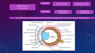 PORCION CILIAR
DE LA RETINA
EXTERIOR
INTERIOR
MESENQUIMA
CONECTADO AL
CRISTALINO
LIGAMENTO
SUSPENSORIO
La contracción del musculo ciliar varía la tensión en el ligamento y controla la curvatura del cristalino
MUSCULO CILIAR
 
