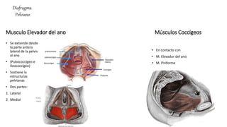 Diafragma
Pelviano
Musculo Elevador del ano
• Se extiende desde
la parte antero
lateral de la pelvis
al ano
• (Pubococcígeo e
Ileococcígeo)
• Sostiene la
estructuras
pelvianas
• Dos partes:
1. Lateral
2. Medial
Músculos Coccígeos
• En contacto con
• M. Elevador del ano
• M. Piriforme
 