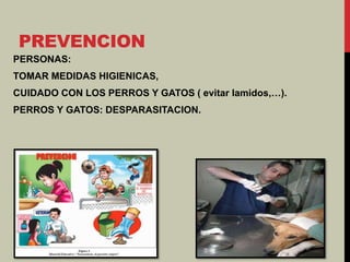 PREVENCION
PERSONAS:
TOMAR MEDIDAS HIGIENICAS,
CUIDADO CON LOS PERROS Y GATOS ( evitar lamidos,…).
PERROS Y GATOS: DESPARASITACION.
 