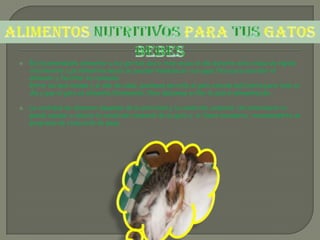    Es recomendable alimentar a los gatitos dos o tres veces al día durante esta etapa de rápido
    crecimiento. Los alimentos secos se pueden humedecer con agua tibia para suavizar el
    alimento y facilitar su consumo.
    Entre los seis meses y el año de edad, podemos servirle al gato comida suficiente para todo el
    día y que el gato se alimente libremente. Pero debemos evitar la sobre-alimentación.

   La cantidad de alimento depende de la actividad y la condición corporal. Un veterinario te
    puede ayudar a valorar la condición corporal de su gato y, si fuera necesario, recomendarte un
    programa de reducción de peso.
 