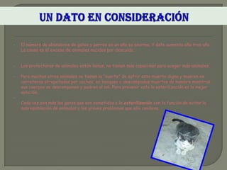 •   El número de abandonos de gatos y perros en un año es enorme. Y éste aumenta año tras año.
    La causa es el exceso de animales nacidos por descuido.


•   Las protectoras de animales están llenas, no tienen más capacidad para acoger más animales.

•   Pero muchos otros animales no tienen la “suerte” de sufrir esta muerte digna y mueren en
    carreteras atropellados por coches, en bosques o descampados muertos de hambre mientras
    sus cuerpos se descomponen y pudren al sol. Para prevenir esto la esterilización es la mejor
    solución.
•
    Cada vez son más los gatos que son sometidos a la esterilización con la función de evitar la
    sobrepoblación de animales y los graves problemas que ello conlleva.
 