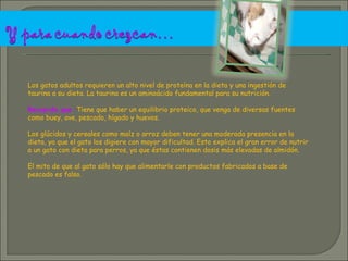Los gatos adultos requieren un alto nivel de proteína en la dieta y una ingestión de taurina a su dieta. La taurina es un aminoácido fundamental para su nutrición. Recuerda que  : Tiene que haber un equilibrio proteico, que venga de diversas fuentes como buey, ave, pescado, hígado y huevos. Los glúcidos y cereales como maíz o arroz deben tener una moderada presencia en la dieta, ya que el gato los digiere con mayor dificultad. Esto explica el gran error de nutrir a un gato con dieta para perros, ya que éstas contienen dosis más elevadas de almidón. El mito de que al gato sólo hay que alimentarle con productos fabricados a base de pescado es falso.  