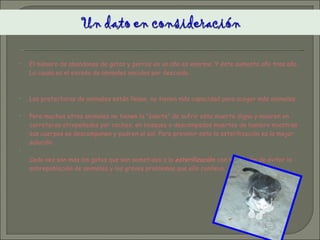 El número de abandonos de gatos y perros en un año es enorme. Y éste aumenta año tras año. La causa es el exceso de animales nacidos por descuido.  Las protectoras de animales están llenas, no tienen más capacidad para acoger más animales.  Pero muchos otros animales no tienen la “suerte” de sufrir esta muerte digna y mueren en carreteras atropellados por coches, en bosques o descampados muertos de hambre mientras sus cuerpos se descomponen y pudren al sol. Para prevenir esto la esterilización es la mejor solución. Cada vez son más los gatos que son sometidos a la  esterilización  con la función de evitar la sobrepoblación de animales y los graves problemas que ello conlleva. 