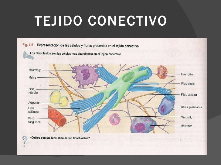 Estructura Del Tejido Conectivo