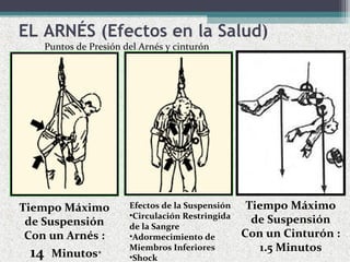 Tiempo Máximo
de Suspensión
Con un Arnés :
14 Minutos*
Puntos de Presión del Arnés y cinturón
EL ARNÉS (Efectos en la Salud)
Efectos de la Suspensión
•Circulación Restringida
de la Sangre
•Adormecimiento de
Miembros Inferiores
•Shock
Tiempo Máximo
de Suspensión
Con un Cinturón :
1.5 Minutos
 