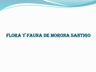 Flora y fauna de morona santigo
 