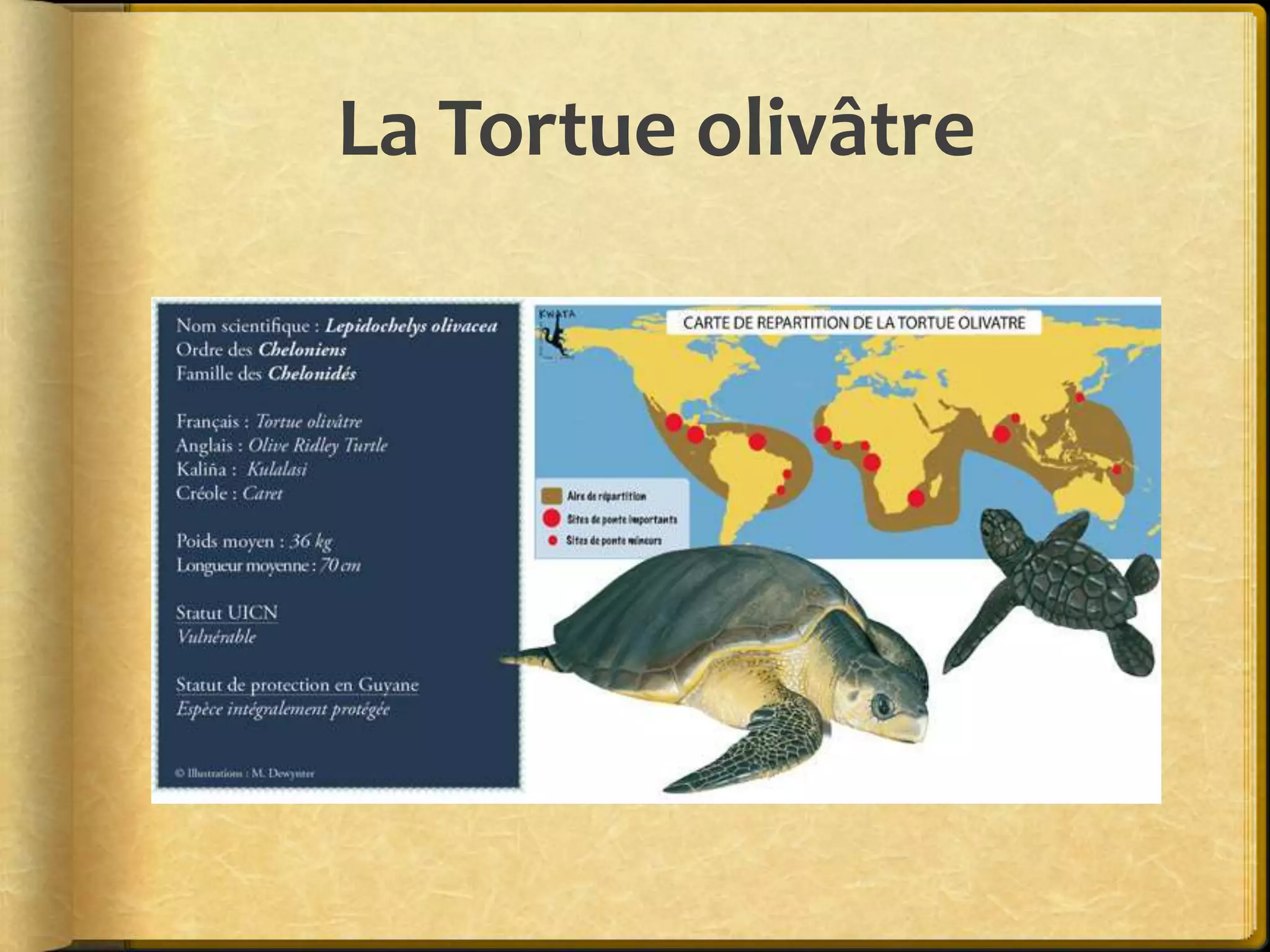 Comment Dit On Tortue En Anglais Diapo tortues marines