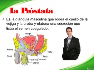 La Próstata
• Es la glándula masculina que rodea el cuello de la
vejiga y la uretra y elabora una secreción que
licúa el semen coagulado.
 