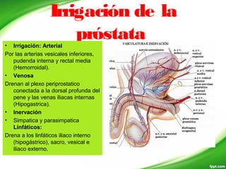 Irrigación de la
próstata• Irrigación: Arterial
Por las arterias vesicales inferiores,
pudenda interna y rectal media
(Hemorroidal).
• Venosa
Drenan al plexo periprostatico
conectada a la dorsal profunda del
pene y las venas iliacas internas
(Hipogastrica).
• Inervación
• Simpatica y parasimpatica
Linfáticos:
Drena a los linfáticos iliaco interno
(hipogástrico), sacro, vesical e
iliaco externo.
 