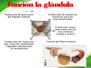 Función la glándula
prostática
 