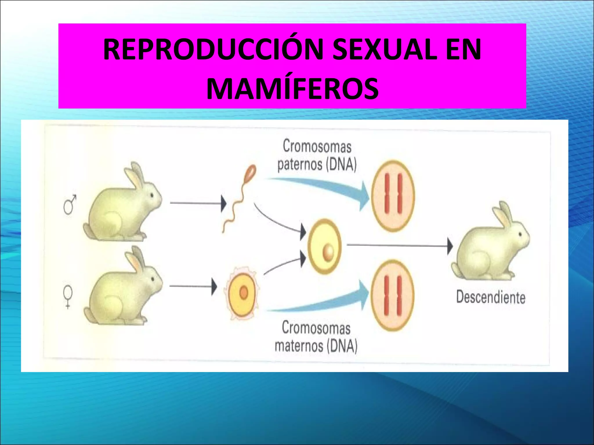 REPRODUCCIÓN SEXUAL EN
MAMÍFEROS
 