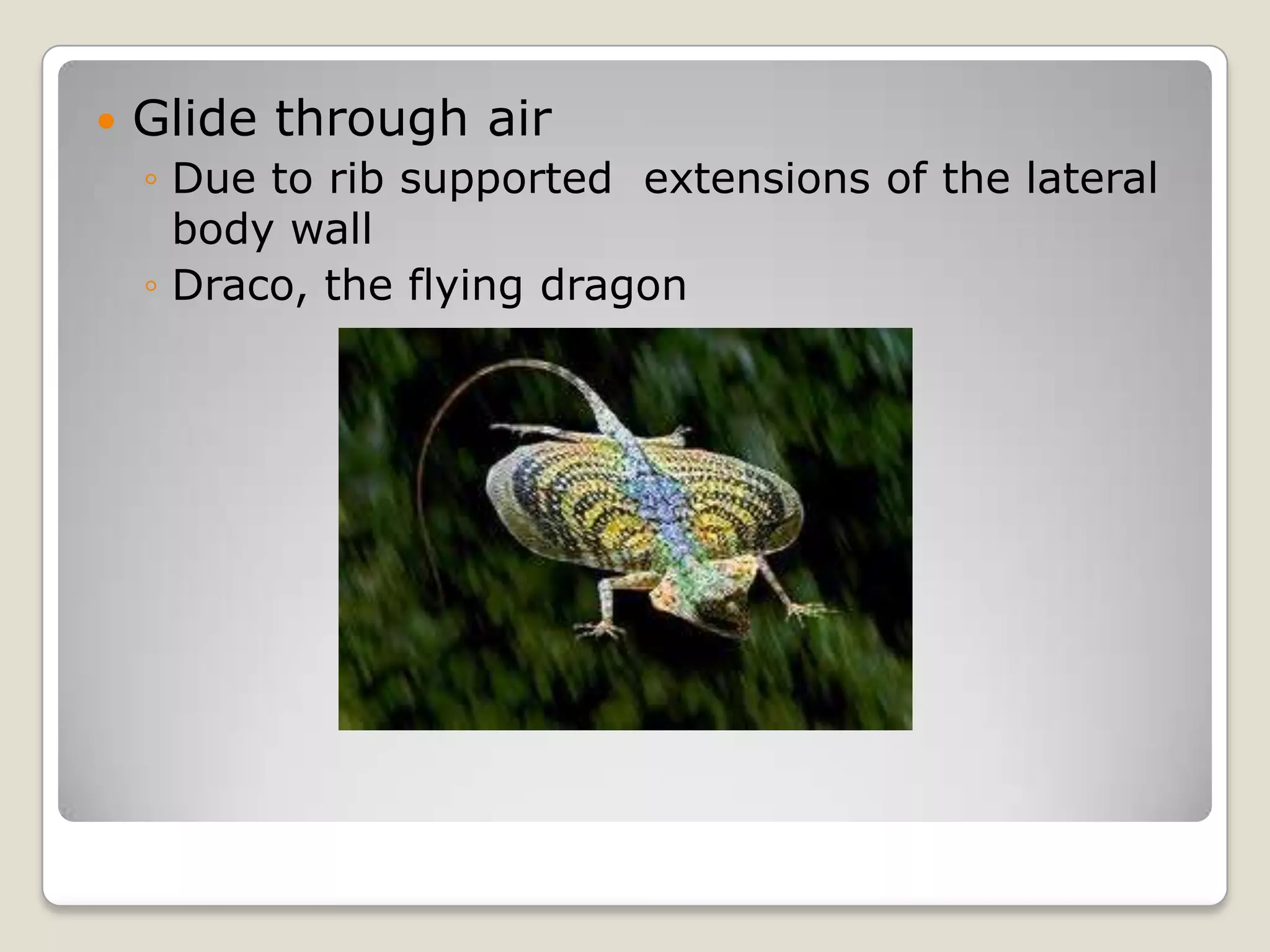    Glide through air
    ◦ Due to rib supported extensions of the lateral
      body wall
    ◦ Draco, the flying dragon
 