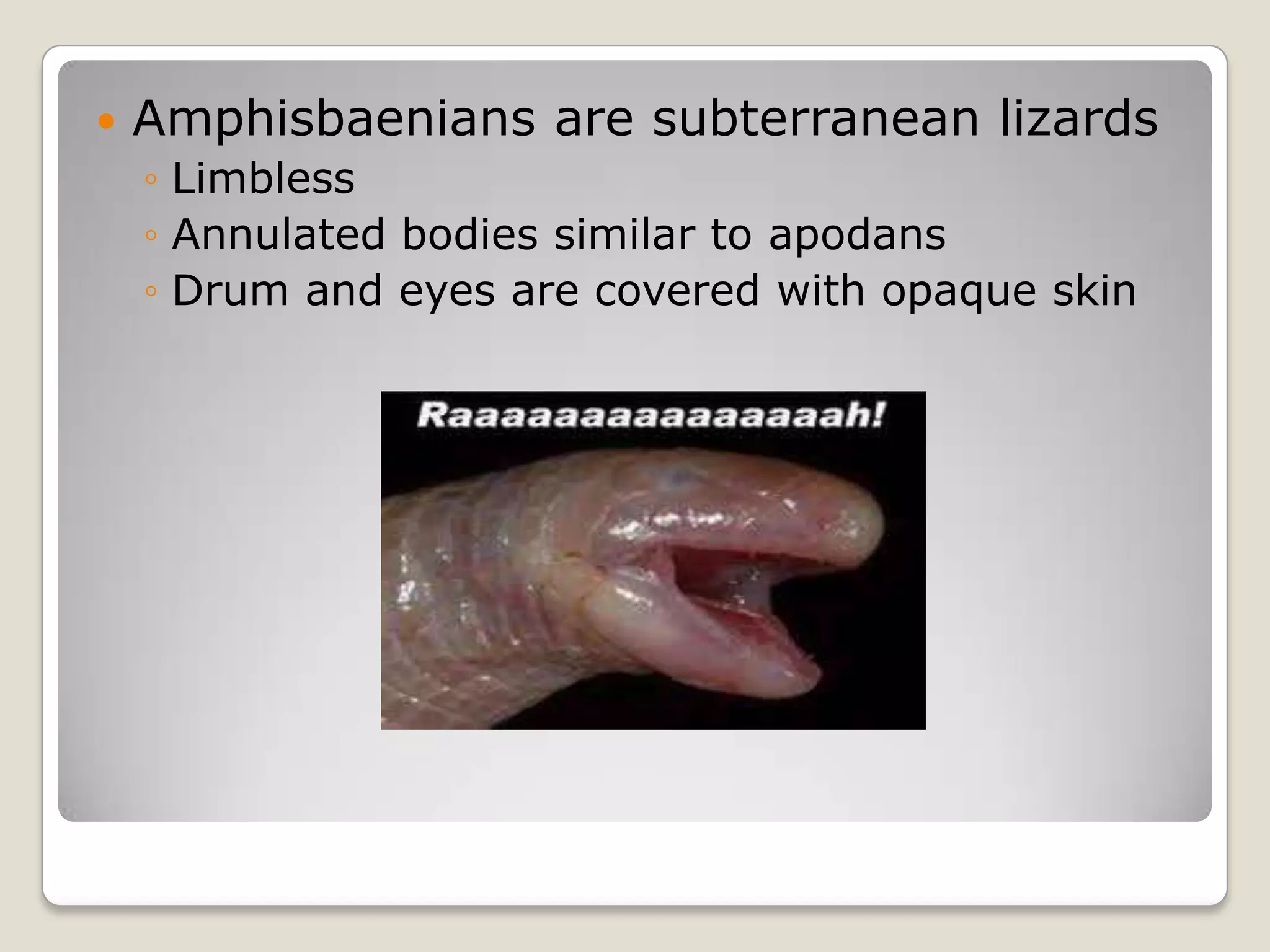    Amphisbaenians are subterranean lizards
    ◦ Limbless
    ◦ Annulated bodies similar to apodans
    ◦ Drum and eyes are covered with opaque skin
 
