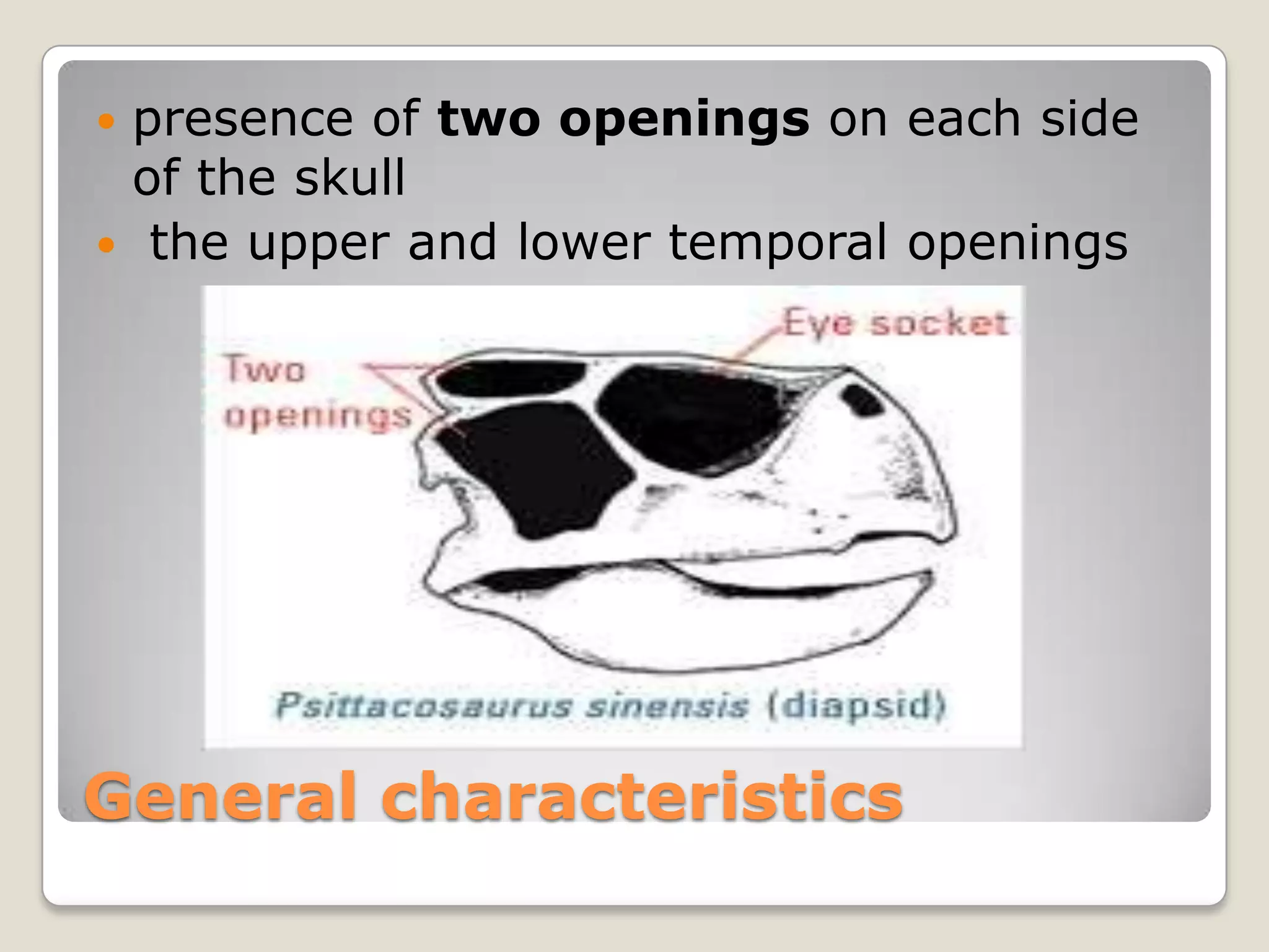 presence of two openings on each side
 of the skull
 the upper and lower temporal openings




General characteristics
 