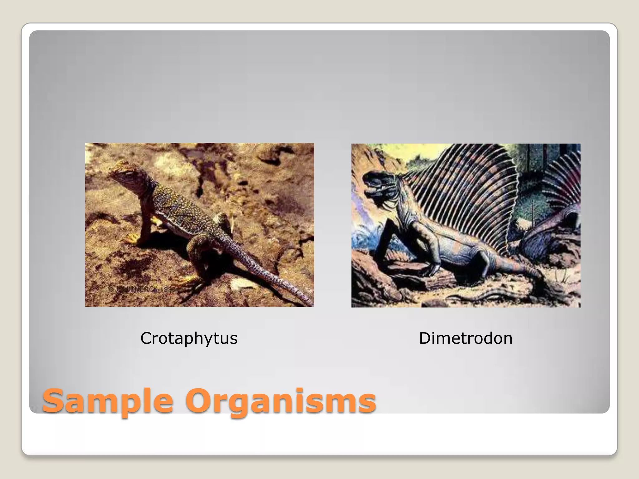 Crotaphytus    Dimetrodon



Sample Organisms
 