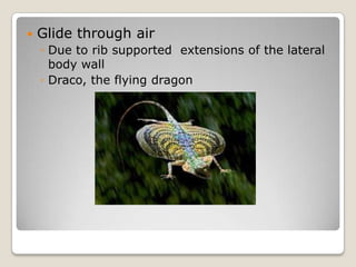    Glide through air
    ◦ Due to rib supported extensions of the lateral
      body wall
    ◦ Draco, the flying dragon
 