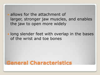    allows for the attachment of
    larger, stronger jaw muscles, and enables
    the jaw to open more widely

   long slender feet with overlap in the bases
    of the wrist and toe bones




General Characteristics
 