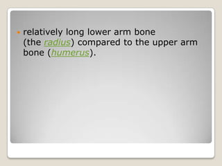   relatively long lower arm bone
    (the radius) compared to the upper arm
    bone (humerus).
 