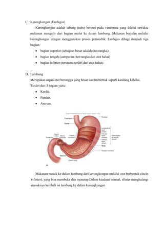 C. Kerongkongan (Esofagus)
       Kerongkongan adalah tabung (tube) berotot pada vertebrata yang dilalui sewaktu
   makanan mengalir dari bagian mulut ke dalam lambung. Makanan berjalan melalui
   kerongkongan dengan menggunakan proses peristaltik. Esofagus dibagi menjadi tiga
   bagian:
             bagian superior (sebagian besar adalah otot rangka)
             bagian tengah (campuran otot rangka dan otot halus)
             bagian inferior (terutama terdiri dari otot halus).


D. Lambung
   Merupakan organ otot berongga yang besar dan berbentuk seperti kandang keledai.
   Terdiri dari 3 bagian yaitu:
             Kardia.
             Fundus.
             Antrum.




       Makanan masuk ke dalam lambung dari kerongkongan melalui otot berbentuk cincin
   (sfinter), yang bisa membuka dan menutup.Dalam keadaan normal, sfinter menghalangi
   masuknya kembali isi lambung ke dalam kerongkongan.
 