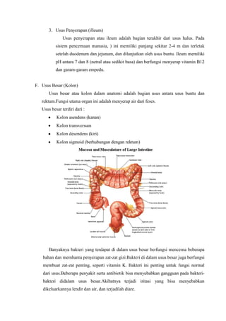 3. Usus Penyerapan (illeum)
               Usus penyerapan atau ileum adalah bagian terakhir dari usus halus. Pada
           sistem pencernaan manusia, ) ini memiliki panjang sekitar 2-4 m dan terletak
           setelah duodenum dan jejunum, dan dilanjutkan oleh usus buntu. Ileum memiliki
           pH antara 7 dan 8 (netral atau sedikit basa) dan berfungsi menyerap vitamin B12
           dan garam-garam empedu.


F. Usus Besar (Kolon)
       Usus besar atau kolon dalam anatomi adalah bagian usus antara usus buntu dan
   rektum.Fungsi utama organ ini adalah menyerap air dari feses.
   Usus besar terdiri dari :
           Kolon asendens (kanan)
           Kolon transversum
           Kolon desendens (kiri)
           Kolon sigmoid (berhubungan dengan rektum)




       Banyaknya bakteri yang terdapat di dalam usus besar berfungsi mencerna beberapa
   bahan dan membantu penyerapan zat-zat gizi.Bakteri di dalam usus besar juga berfungsi
   membuat zat-zat penting, seperti vitamin K. Bakteri ini penting untuk fungsi normal
   dari usus.Beberapa penyakit serta antibiotik bisa menyebabkan gangguan pada bakteri-
   bakteri didalam usus besar.Akibatnya terjadi iritasi yang bisa menyebabkan
   dikeluarkannya lendir dan air, dan terjadilah diare.
 