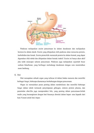 Pankreas melepaskan enzim pencernaan ke dalam duodenum dan melepaskan
   hormon ke dalam darah. Enzim yang dilepaskan oleh pankreas akan mencerna protein,
   karbohidrat dan lemak. Enzim proteolitik memecah protein ke dalam bentuk yang dapat
   digunakan oleh tubuh dan dilepaskan dalam bentuk inaktif. Enzim ini hanya akan aktif
   jika telah mencapai saluran pencernaan. Pankreas juga melepaskan sejumlah besar
   sodium bikarbonat, yang berfungsi melindungi duodenum dengan cara menetralkan
   asam lambung.


K. Hati
      Hati merupakan sebuah organ yang terbesar di dalam badan manusia dan memiliki
   berbagai fungsi, beberapa diantaranya berhubungan dengan pencernaan.
      Organ ini memainkan peran penting dalam metabolisme dan memiliki beberapa
   fungsi dalam tubuh termasuk penyimpanan glikogen, sintesis protein plasma, dan
   penetralan obat.Dia juga memproduksi bile, yang penting dalam pencernaan.Istilah
   medis yang bersangkutan dengan hati biasanya dimulai dalam hepat- atau hepatik dari
   kata Yunani untuk hati, hepar.
 