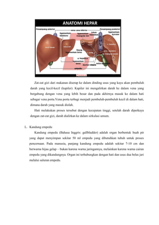 Zat-zat gizi dari makanan diserap ke dalam dinding usus yang kaya akan pembuluh
   darah yang kecil-kecil (kapiler). Kapiler ini mengalirkan darah ke dalam vena yang
   bergabung dengan vena yang lebih besar dan pada akhirnya masuk ke dalam hati
   sebagai vena porta.Vena porta terbagi menjadi pembuluh-pembuluh kecil di dalam hati,
   dimana darah yang masuk diolah.
      Hati melakukan proses tersebut dengan kecepatan tinggi, setelah darah diperkaya
   dengan zat-zat gizi, darah dialirkan ke dalam sirkulasi umum.


L. Kandung empedu
      Kandung empedu (Bahasa Inggris: gallbladder) adalah organ berbentuk buah pir
  yang dapat menyimpan sekitar 50 ml empedu yang dibutuhkan tubuh untuk proses
  pencernaan. Pada manusia, panjang kandung empedu adalah sekitar 7-10 cm dan
  berwarna hijau gelap – bukan karena warna jaringannya, melainkan karena warna cairan
  empedu yang dikandungnya. Organ ini terhubungkan dengan hati dan usus dua belas jari
  melalui saluran empedu.
 