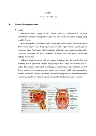 BAB IV
                                  TINJAUAN PUSTAKA


I.   Anatomi sistem pencernaan

     A. Mulut
           Merupakan suatu rongga terbuka tempat masuknya makanan dan air pada
        hewan.Mulut umumnya merupakan bagian awal dari sistem pencernaan lengkap yang
        berakhir di anus.
           Mulut merupakan jalan masuk untuk sistem pencernaan.Bagian dalam dari mulut
        dilapisi oleh selaput lendir.Pengecapan dirasakan oleh organ perasa yang terdapat di
        permukaan lidah. Pengecapan relatif sederhana, terdiri dari manis, asam, asin dan pahit.
        Penciuman dirasakan oleh saraf olfaktorius di hidung dan lebih rumit, terdiri dari
        berbagai macam bau.
           Makanan dipotong-potong oleh gigi depan (incisivus) dan di kunyah oleh gigi
        belakang (molar, geraham), menjadi bagian-bagian kecil yang lebih mudah dicerna.
        Ludah dari kelenjar ludah akan membungkus bagian-bagian dari makanan tersebut
        dengan enzim-enzim pencernaan dan mulai mencernanya. Ludah juga mengandung
        antibodi dan enzim (misalnya lisozim), yang memecah protein dan menyerang bakteri
        secara langsung. Proses menelan dimulai secara sadar dan berlanjut secara otomatis.
 