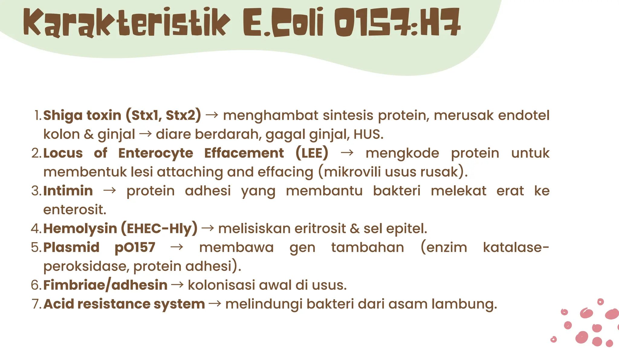 1.Shiga toxin (Stx1, Stx2) → menghambat sintesis protein, merusak endotel
kolon & ginjal →diare berdarah, gagal ginjal, HUS.
2.Locus of Enterocyte Effacement (LEE) → mengkode protein untuk
membentuk lesi attaching and effacing (mikrovili usus rusak).
3.Intimin → protein adhesi yang membantu bakteri melekat erat ke
enterosit.
4.Hemolysin (EHEC-Hly) →melisiskan eritrosit & sel epitel.
5.Plasmid pO157 → membawa gen tambahan (enzim katalase-
peroksidase, protein adhesi).
6.Fimbriae/adhesin →kolonisasi awal di usus.
7.Acid resistance system →melindungi bakteri dari asam lambung.
Karakteristik E.Coli O157:H7
 