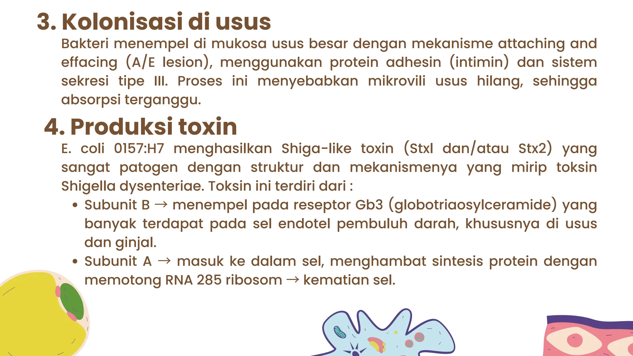 Bakteri menempel di mukosa usus besar dengan mekanisme attaching and
effacing (A/E lesion), menggunakan protein adhesin (intimin) dan sistem
sekresi tipe III. Proses ini menyebabkan mikrovili usus hilang, sehingga
absorpsi terganggu.
3. Kolonisasi di usus
4. Produksi toxin
E. coli 0157:H7 menghasilkan Shiga-like toxin (Stxl dan/atau Stx2) yang
sangat patogen dengan struktur dan mekanismenya yang mirip toksin
Shigella dysenteriae. Toksin ini terdiri dari :
Subunit B → menempel pada reseptor Gb3 (globotriaosylceramide) yang
banyak terdapat pada sel endotel pembuluh darah, khususnya di usus
dan ginjal.
Subunit A → masuk ke dalam sel, menghambat sintesis protein dengan
memotong RNA 285 ribosom →kematian sel.
 