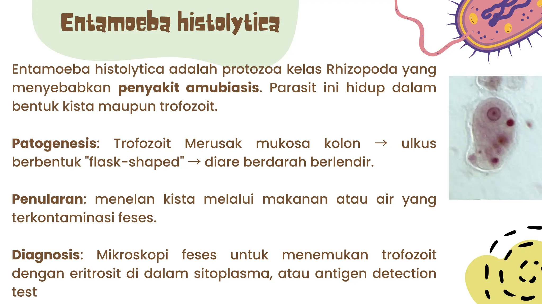 Entamoeba histolytica adalah protozoa kelas Rhizopoda yang
menyebabkan penyakit amubiasis. Parasit ini hidup dalam
bentuk kista maupun trofozoit.
Patogenesis: Trofozoit Merusak mukosa kolon → ulkus
berbentuk "flask-shaped" →diare berdarah berlendir.
Penularan: menelan kista melalui makanan atau air yang
terkontaminasi feses.
Diagnosis: Mikroskopi feses untuk menemukan trofozoit
dengan eritrosit di dalam sitoplasma, atau antigen detection
test
Entamoeba histolytica
 