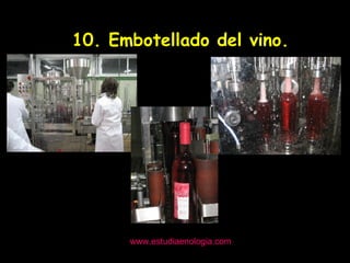 www.estudiaenologia.com 10. Embotellado del vino. 