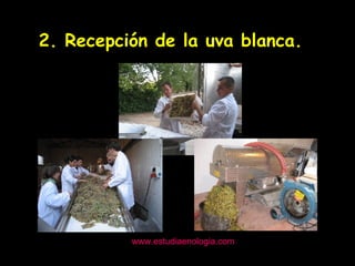 www.estudiaenologia.com 2. Recepción de la uva blanca. 