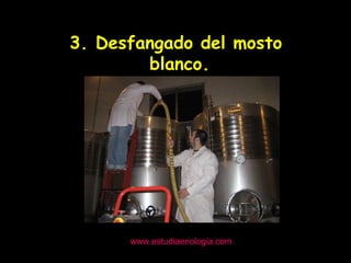 www.estudiaenologia.com 3. Desfangado del mosto  blanco. 