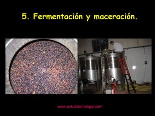 www.estudiaenologia.com 5. Fermentación y maceración. 