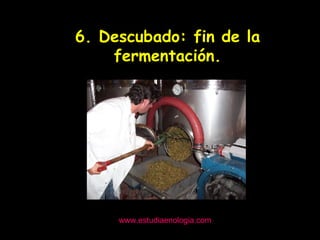 www.estudiaenologia.com 6. Descubado: fin de la fermentación. 