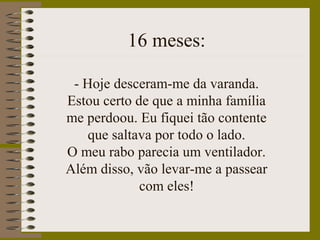 16 meses:
- Hoje desceram-me da varanda.
Estou certo de que a minha família
me perdoou. Eu fiquei tão contente
que saltava por todo o lado.
O meu rabo parecia um ventilador.
Além disso, vão levar-me a passear
com eles!
 