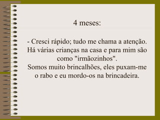 4 meses:
- Cresci rápido; tudo me chama a atenção.
Há várias crianças na casa e para mim são
como "irmãozinhos".
Somos muito brincalhões, eles puxam-me
o rabo e eu mordo-os na brincadeira.
 