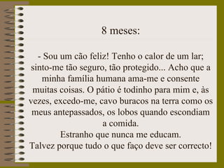 8 meses:
- Sou um cão feliz! Tenho o calor de um lar;
sinto-me tão seguro, tão protegido... Acho que a
minha família humana ama-me e consente
muitas coisas. O pátio é todinho para mim e, às
vezes, excedo-me, cavo buracos na terra como os
meus antepassados, os lobos quando escondiam
a comida.
Estranho que nunca me educam.
Talvez porque tudo o que faço deve ser correcto!
 