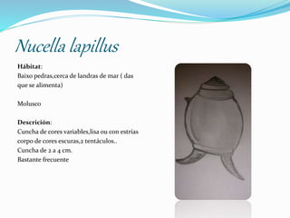 Cuncha Diario de un acuario ivan orois longarela | PPTX