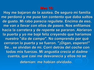 Mes 16: Hoy me bajaron de la azotea. De seguro mi familia me perdonó y me puse tan contento que daba saltos de gusto. Mi rabo parecía reguilete. Encima de eso, me van a llevar con ellos de paseo. Nos enfilamos hacia la carretera y de repente se pararon. Abrieron la puerta y yo me bajé feliz creyendo que haríamos nuestro "día de campo". No comprendo por qué cerraron la puerta y se fueron. "¡Oigan, esperen!" Se... se olvidan de mí. Corrí detrás del coche con todas mis fuerzas. Mi angustia crecía al dadme cuenta, que casi me desvanecía y ellos no se detenían: me habían olvidado.   