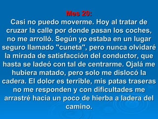 Mes 20: Casi no puedo moverme. Hoy al tratar de cruzar la calle por donde pasan los coches, no me arrolló. Según yo estaba en un lugar seguro llamado "cuneta", pero nunca olvidaré la mirada de satisfacción del conductor, que hasta se ladeó con tal de centrarme. Ojalá me hubiera matado, pero solo me dislocó la cadera. El dolor es terrible, mis patas traseras no me responden y con dificultades me arrastré hacia un poco de hierba a ladera del camino. 