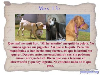 Mes 13:   Qué mal me sentí hoy. "Mi hermanito" me quitó la pelota. Yo nunca agarro sus juguetes. Así que se la quité. Pero mis mandíbulas se han hecho muy fuertes, así que lo lastimé sin querer. Después susto, me encadenaron casi sin poderme mover al rayo del sol. Dicen que van a tenerme en observación y que soy ingrato. No entiendo nada de lo que pasa.   