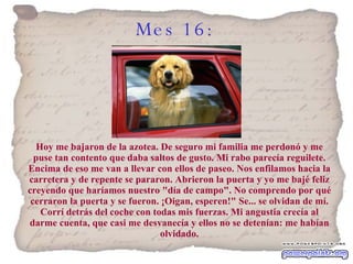 Mes 16:   Hoy me bajaron de la azotea. De seguro mi familia me perdonó y me puse tan contento que daba saltos de gusto. Mi rabo parecía reguilete. Encima de eso me van a llevar con ellos de paseo. Nos enfilamos hacia la carretera y de repente se pararon. Abrieron la puerta y yo me bajé feliz creyendo que haríamos nuestro "día de campo". No comprendo por qué cerraron la puerta y se fueron. ¡Oigan, esperen!" Se... se olvidan de mí. Corrí detrás del coche con todas mis fuerzas. Mi angustia crecía al darme cuenta, que casi me desvanecía y ellos no se detenían: me habían olvidado. 