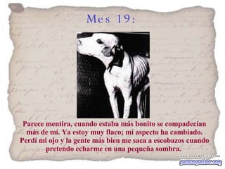 Mes 19:   Parece mentira, cuando estaba más bonito se compadecían más de mí. Ya estoy muy flaco; mi aspecto ha cambiado. Perdí mi ojo y la gente más bien me saca a escobazos cuando pretendo echarme en una pequeña sombra.   