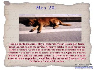 Mes 20:   Casi no puedo moverme. Hoy al tratar de cruzar la calle por donde pasan los coches, uno me arrolló. Según yo estaba en un lugar seguro llamado "cuneta", pero nunca olvidaré la mirada de satisfacción del conductor, que hasta se ladeó con tal de centrarme. Ojalá me hubiera matado, pero solo me dislocó la cadera. El dolor es terrible, mis patas traseras no me responden y condificultades me arrastré hacia un poco de hierba a Ladera del camino. 