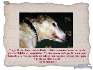 Tengo 10 días bajo el sol, la lluvia, el frío, sin comer. Ya no me puedo mover. El dolor es insoportable. Me siento muy mal; quedé en un lugar húmedo y parece que hasta mi pelo se está cayendo. Alguna gente pasa y ni me ve; otras dicen:  "No te acerques" 